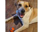 Adopt Tucker a Mixed Breed