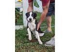 Adopt Dean M a Black Labrador Retriever, Border Collie