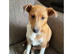 Adopt Jeffery a Jack Russell Terrier, Shetland Sheepdog / Sheltie