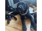 Adopt Black - Mini a Labrador Retriever, Jack Russell Terrier