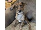 Adopt Camo a Australian Cattle Dog / Blue Heeler, English Springer Spaniel