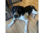 Adopt Mikey a German Shorthaired Pointer, Mixed Breed