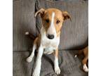 Adopt Gaston a Jack Russell Terrier, Shetland Sheepdog / Sheltie