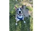 Adopt Sedona a Dutch Shepherd, Australian Shepherd