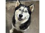 Adopt Moana a Husky
