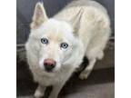 Adopt Tahiti a Husky