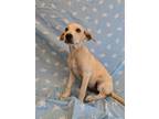 Adopt Amy a Labrador Retriever, Mixed Breed