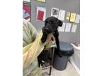 Adopt Brandy a Retriever, Mixed Breed