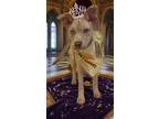 Adopt Annah a Terrier, Mixed Breed