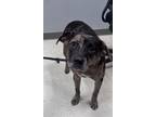 Adopt Joy a Catahoula Leopard Dog, Mixed Breed