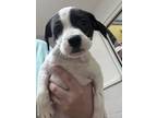 Adopt Carrot a Retriever, Mixed Breed