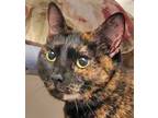 Adopt Tiny Dancer a Domestic Short Hair