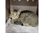 Adopt Wilma a Domestic Short Hair