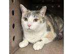 Adopt Callie a Domestic Short Hair