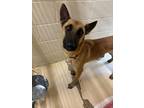 Adopt Milli a Belgian Shepherd / Malinois