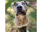 Adopt Sindel a Pit Bull Terrier
