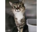 Adopt Mittens a Domestic Short Hair