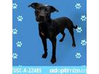 Adopt Lassie a Pit Bull Terrier, Labrador Retriever