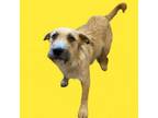 Adopt Marissa a Irish Wolfhound, Terrier