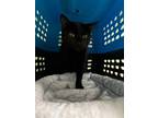 Adopt Anubis a Domestic Short Hair