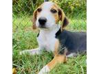 Adopt Lillipup a Hound
