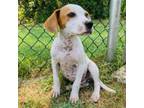 Adopt Herdier a Hound
