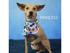 Adopt Princess a Mixed Breed