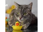 Adopt Mew a Domestic Short Hair