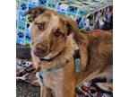 Adopt Beatrice a Cattle Dog