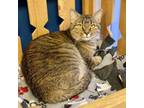 Adopt Sophia a Domestic Short Hair