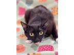 Adopt Baby Girl a Domestic Short Hair