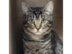 Adopt Hope a Domestic Short Hair