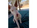 Adopt Lotus a Ibizan Hound