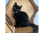 Adopt Kitten Nirvana a Domestic Medium Hair