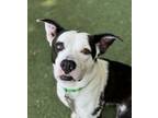 Adopt Cow Cow a Pit Bull Terrier