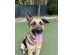 Adopt Scylla a German Shepherd Dog
