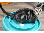 Adopt Kitten 25666 (Sidney) a Tabby