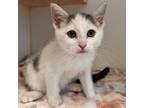 Adopt Hazel (bonded w/ Gizmo) a Domestic Short Hair