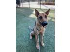 Adopt Tulip a German Shepherd Dog, Mixed Breed
