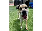 Adopt Vanilla a Husky, Pit Bull Terrier