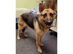 Adopt Tilly a German Shepherd Dog, Mixed Breed