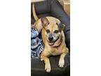 Adopt Tammy a Labrador Retriever