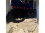 Adopt Blackie a Domestic Short Hair