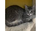 Adopt Buffy a Domestic Short Hair