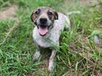 Adopt Millie a Dachshund