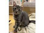 Adopt Waffles (FCID# 06/25/2024 - 13) a Tabby