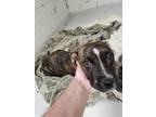 Adopt Slinky a Pit Bull Terrier, Mixed Breed