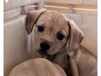 Adopt Darla a Dachshund