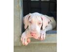Adopt Penelope a Great Dane