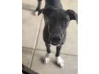 Adopt Enola a Great Dane
